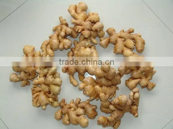 Supply 2014 new fresh ginger