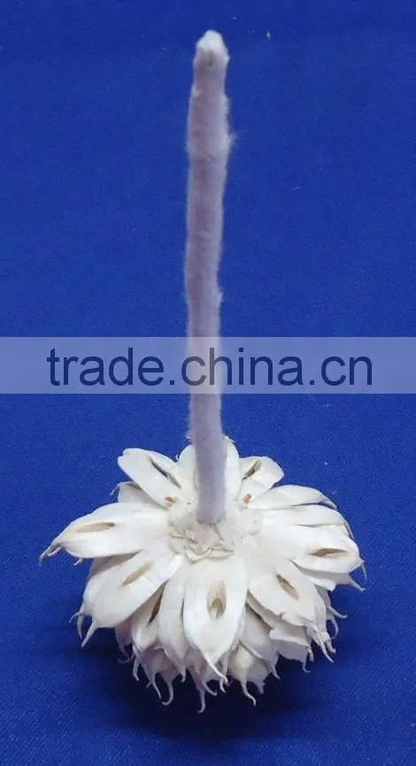Sola flower