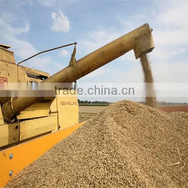 Australian high quality barley can be used for barley tea processing