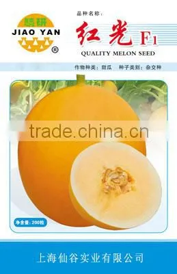 Big Fruit Hybrid Golden Yellow Sweet Melon Seeds For Cultivation-Red Light F1