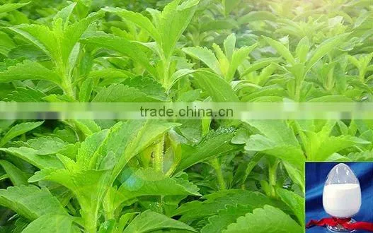 2014 Certified Manufacturer SinoBNP Supplies Best Quality &100% Natural Stevia Extract-natural stevia plant extracts