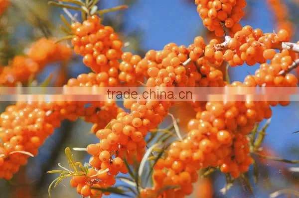 Hippophae Rhamnoides Extract