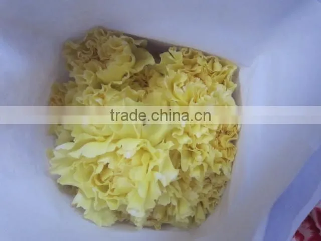 Fresh cut Flower Carnation all colour Mother's day