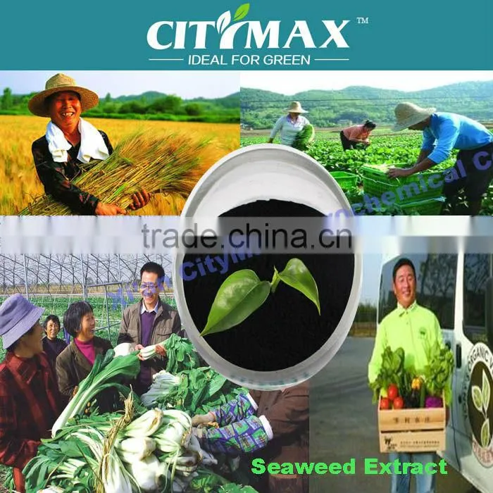 100% soluble seaweed sargassum powder