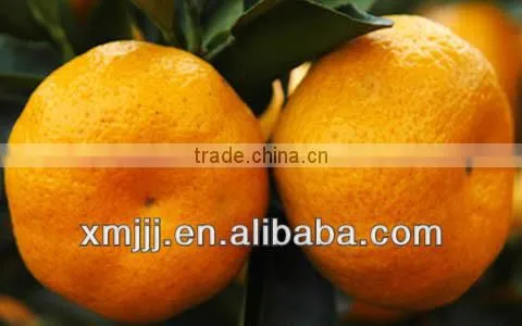 mandarine orange