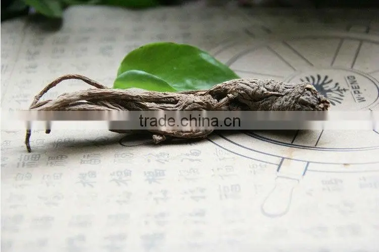 Angelica,Angelica sinensis,Chinese angelica,Food seasoning
