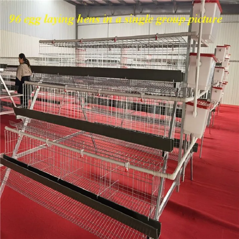 96只蛋鸡单独.jpg