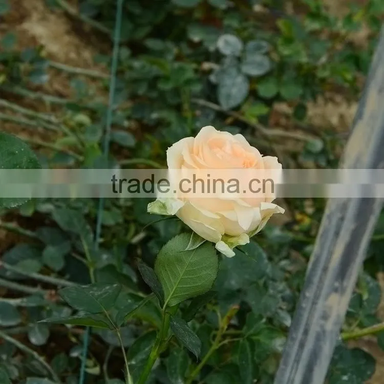 New best sell violet purple plant