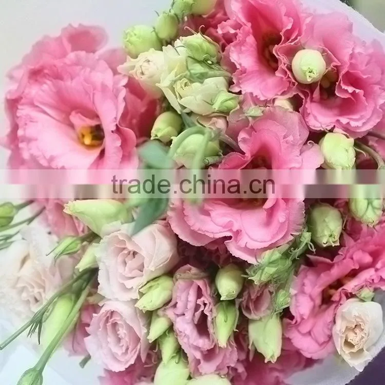 Excellent quality best sell fresh cut colorful eustomas