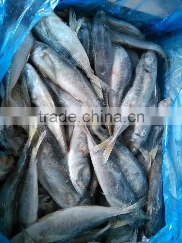 frozen horse mackerel whole round