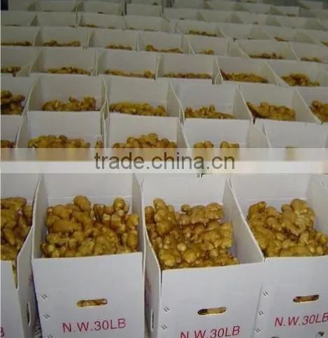2015 new crop Linyi origin air dried ginger