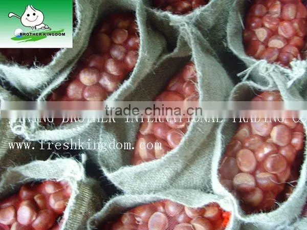 fresh chestnut,chestnuts wholesale