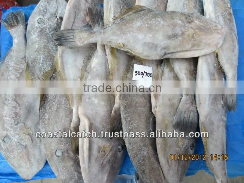 LEATHER JACKET FISH FROZEN