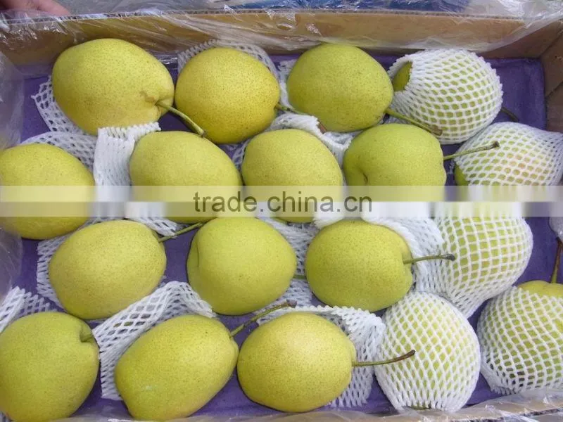 2015 fresh shandong pear supplying in china