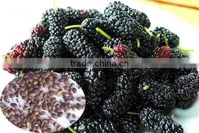 Fruit Tree Seeds Mulberry Tree Seeds For Sale
