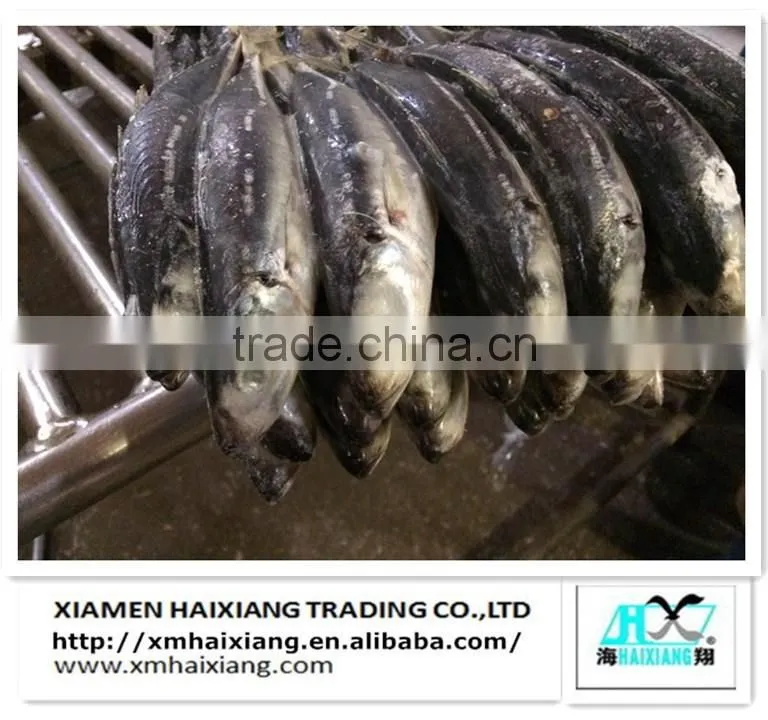 Frozen whole round scad mackerel fish prices
