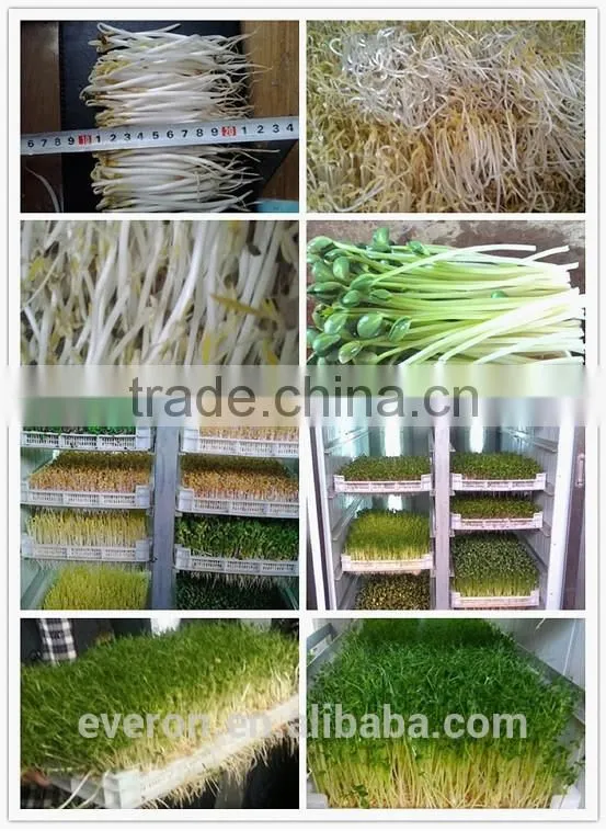 Best Selling Automatic Bean Sprout Machine/soya bean sprout machine