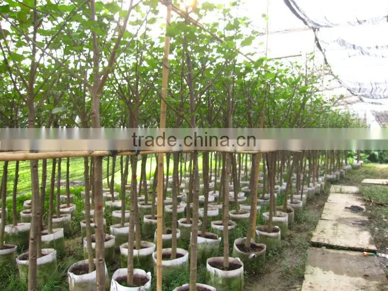 Hibiscus tiliaceus trees