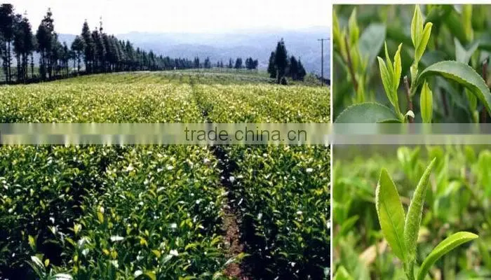 Huoshan huangya Yellow Tea,Natural and health top grade Yellow Tea.