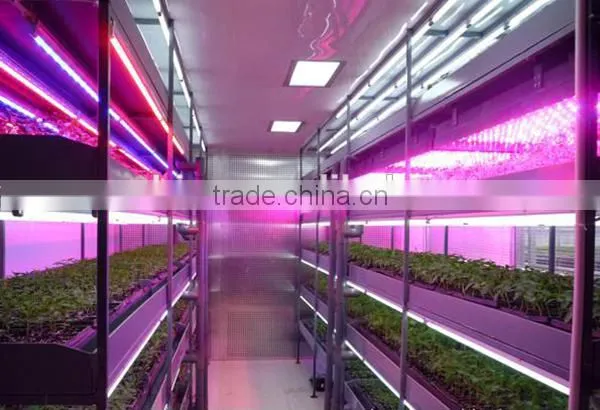 T8 led tube grow light for greenhouse, t8 red blue led plant grow light tube for hydroponic lettuce