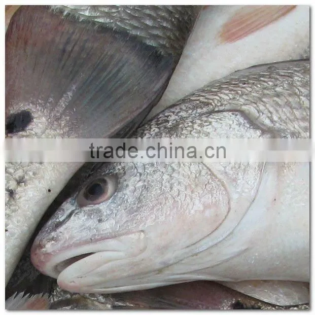 Frozen red drum fish food