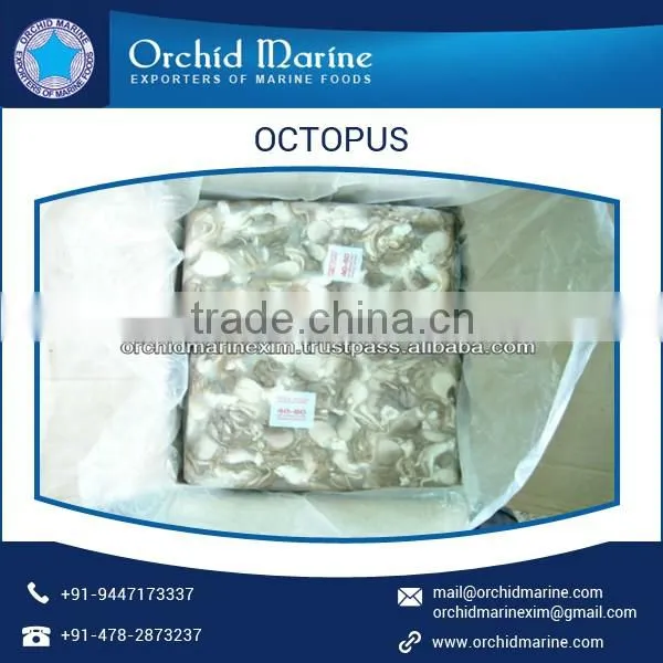 Huge Quantity of Frozen Octopus Available in Different Sizes