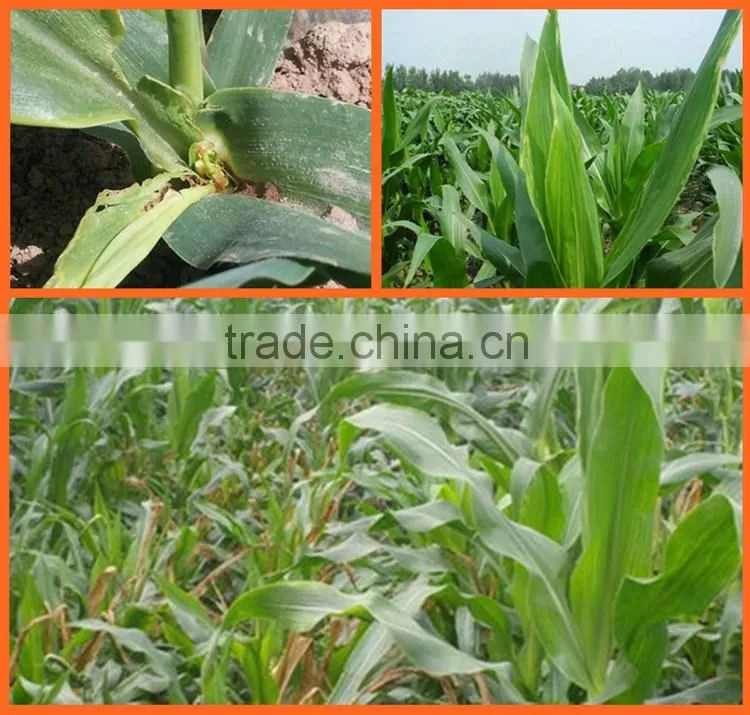 Huminrich Granular State And Other Fertilizers Classification Lignite Humic Acid