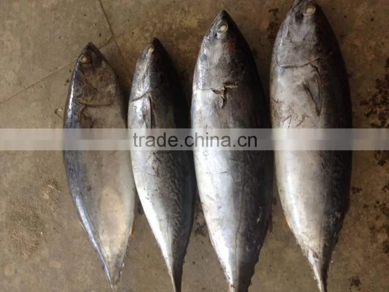 2016 Grade A and Cheapest Bonito size 1-1.5kg or up from China