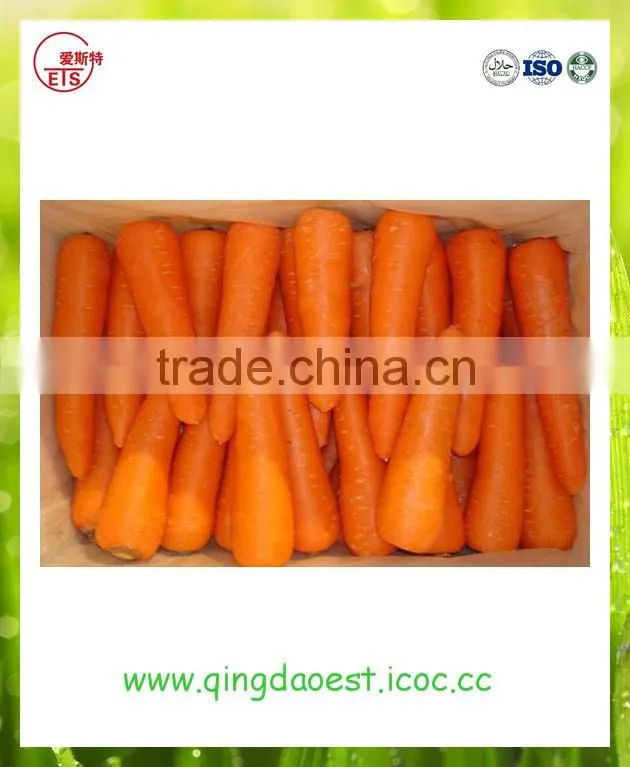 High quality fresh 2016 new carrot