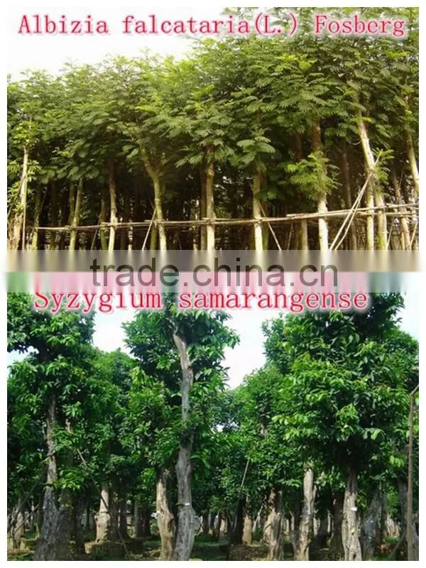 Outdoor Landscaping tall Ornamental green decorative Plants