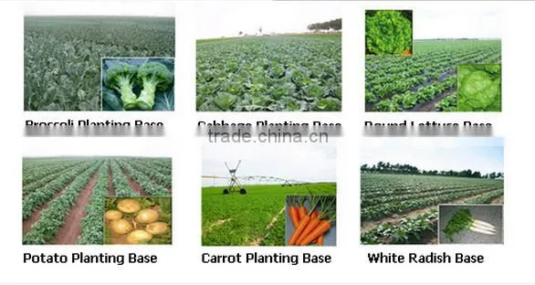 2016 new crop fresh ginger at cheap price