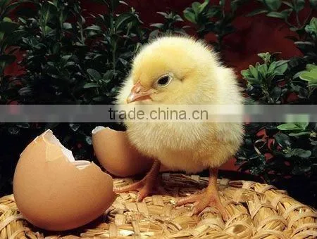 Multifunctional chicken hatchery machine with good price