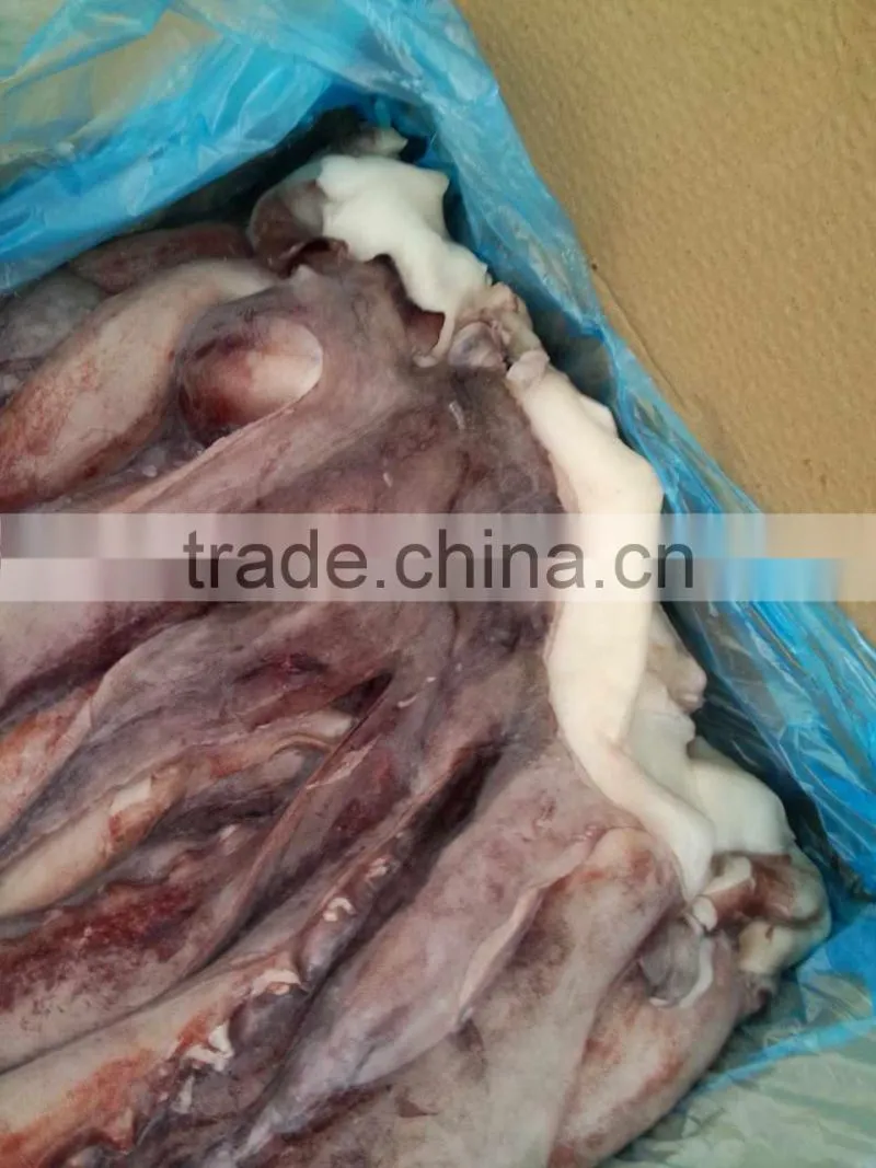 squid tentacle of giant squid
