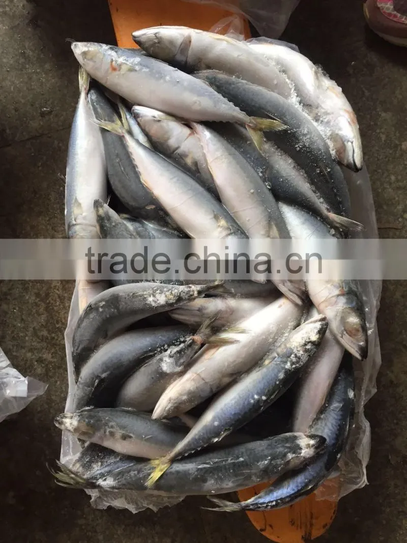 Below 150g frozen pacific mackerel