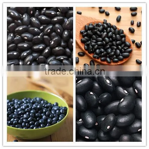 New crop kidney beans, black beans with high quality for sale
