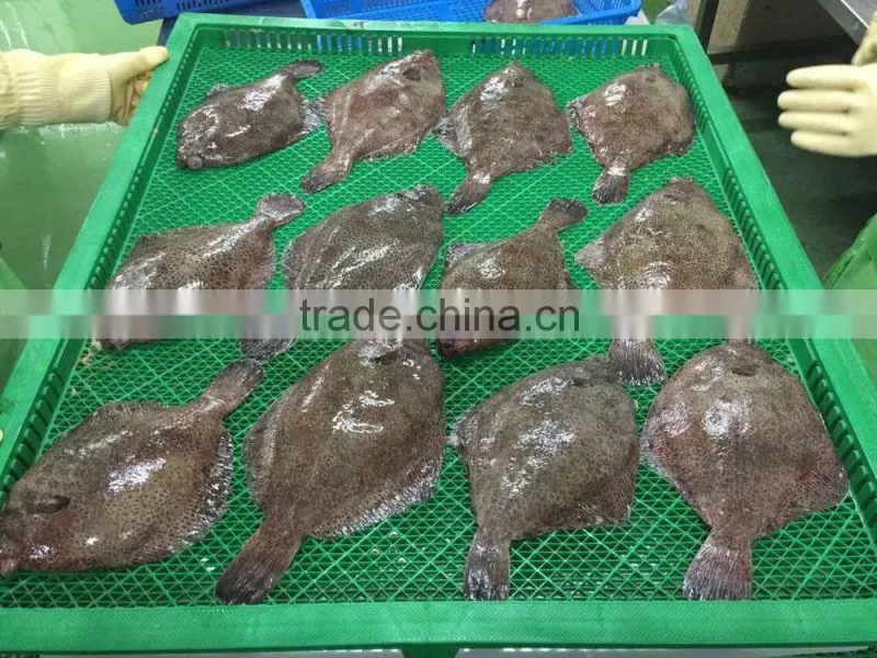 Frozen Marble Sole fish