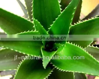 Aloe Polysaccharide manufacture with ISO, GMP, HACCP, KOSHER, HALAL certificated