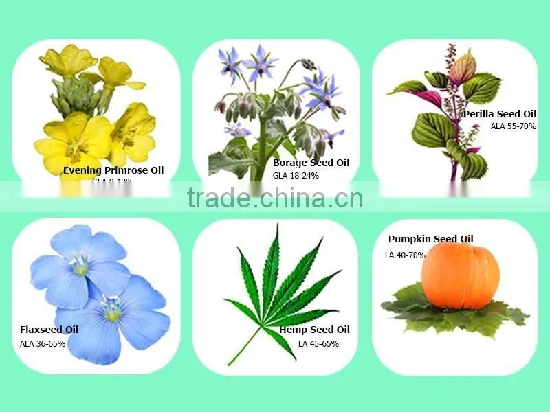 Pure organic borage seed oil rich in Unsaturated Fatty Acids vegetable oil