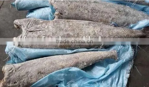 Oil Fish whole round fish