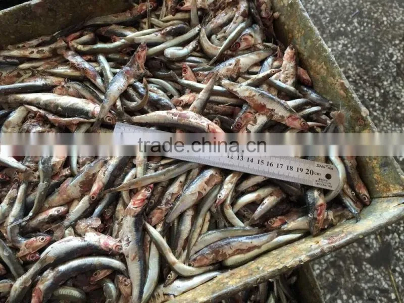 New landing fresh frozen anchovy
