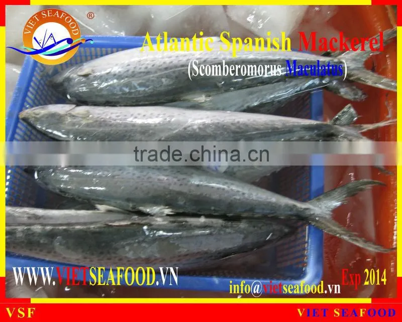 FROZEN W/R ATLANTIC SPANISH MACKEREL