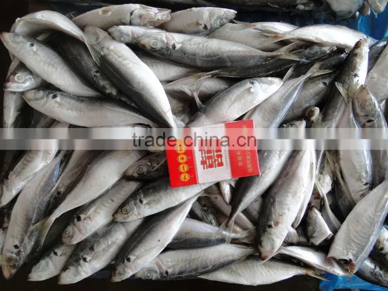 Frozen Horse Mackerel Seafood Export