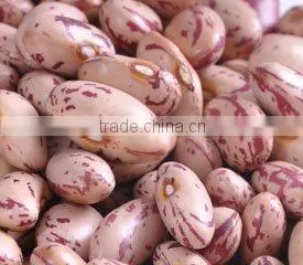 organic beans