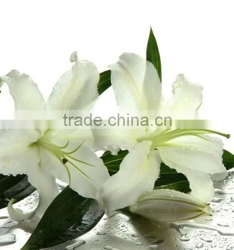 Fashionable Siberia snow white lily