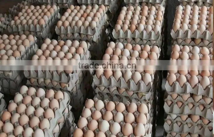 alibaba buy now plastic eggs trays