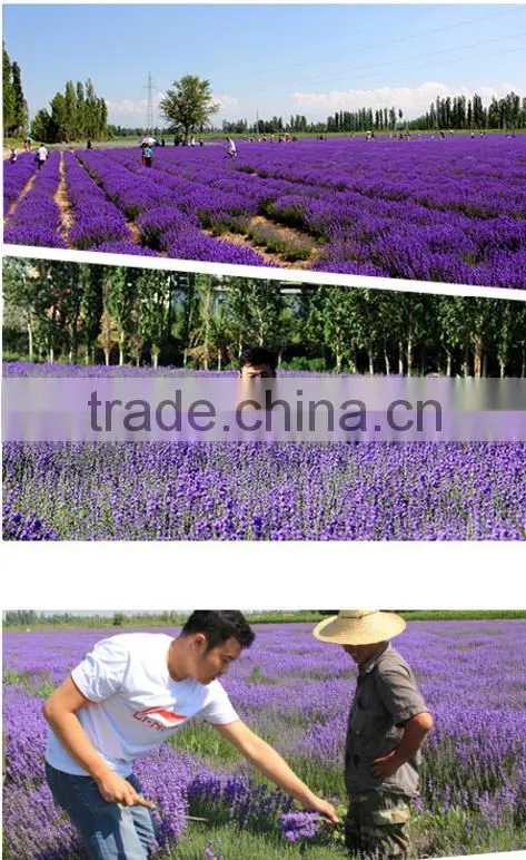 100%Natural Essential oil Lavender Oil/Lavender Essential oil For Cosmetic