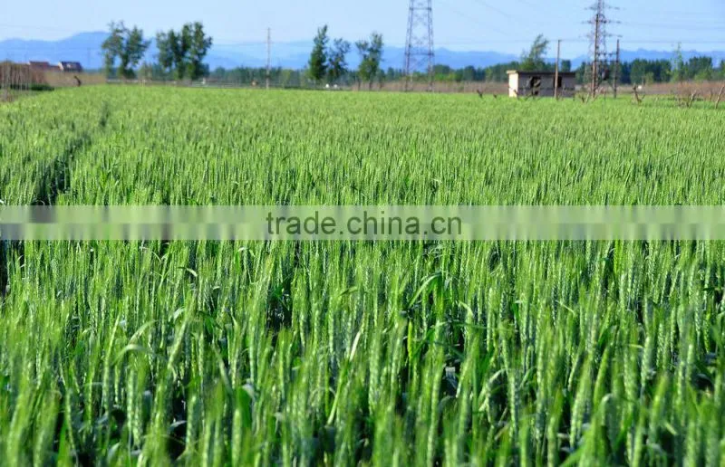 2015.5 Barley Seeding Powder