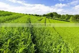 Vietnam GREEN TEA H02