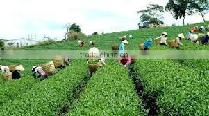 Vietnam GREEN TEA - WHOLESALE