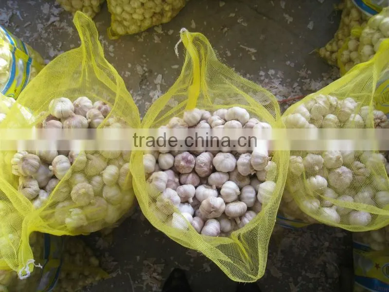 FRESH GARLIC
